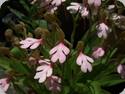 Habenaria rhodocheila pink